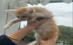 Maine Coon cats for sale: Registered Maine coon kittens  - Image 21