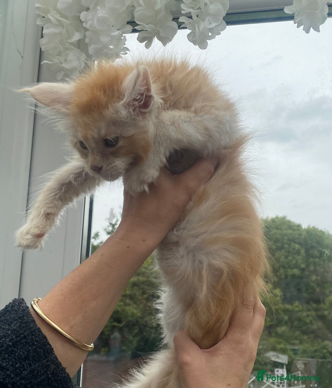 Maine Coon cats for sale: Registered Maine coon kittens  - Image 21