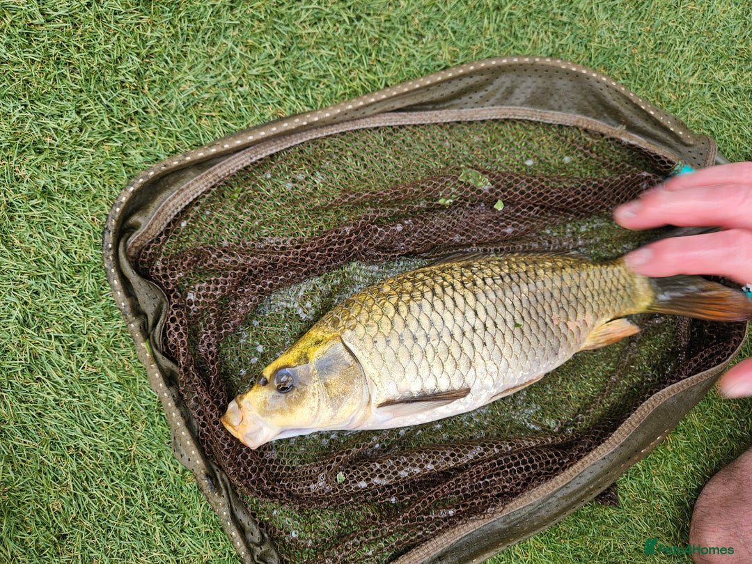 Koi Carp fish for sale: ×2 ghost koi carp  - Image 3