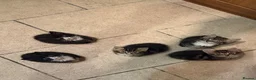 Mixed Breed cats for sale: Adorable Kittens Ready for Their Forever Homes🐾 - Advert 3