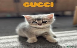 British Shorthair cats for sale: 🐾 Stunning BSH X Scottish Fold Kittens 🐾 - Image 9