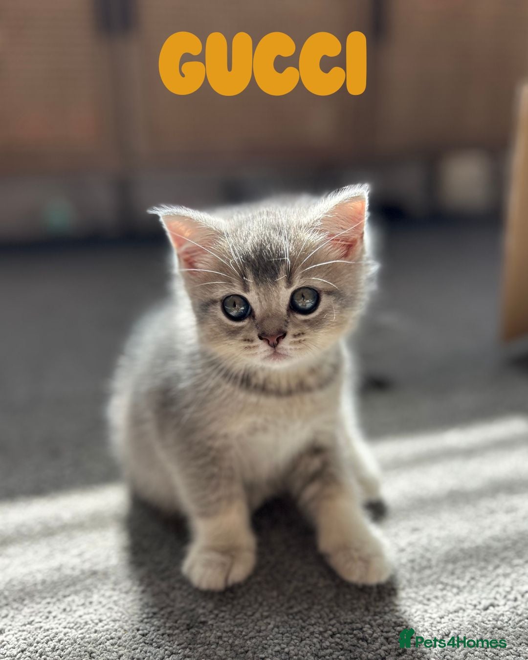 British Shorthair cats for sale: 🐾 Stunning BSH X Scottish Fold Kittens 🐾 - Image 9