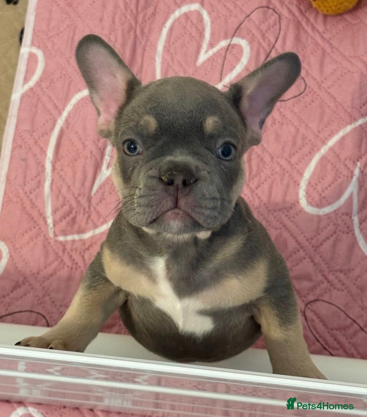 French Bulldog dogs French Bulldog Puppies  - Advert 14