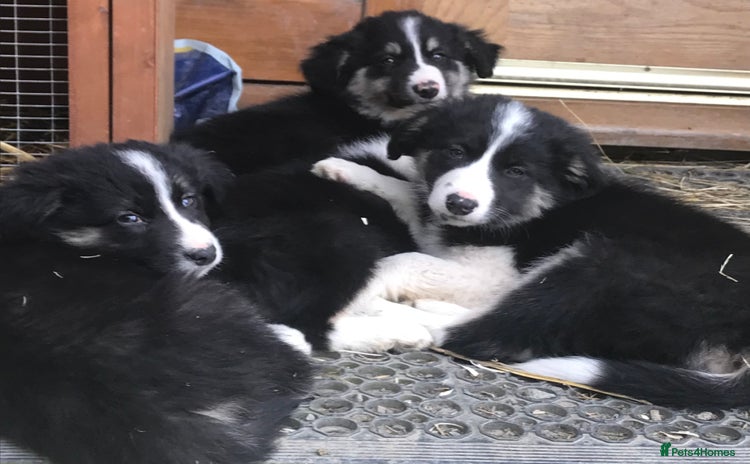 Border Collie dogs - Advert 5