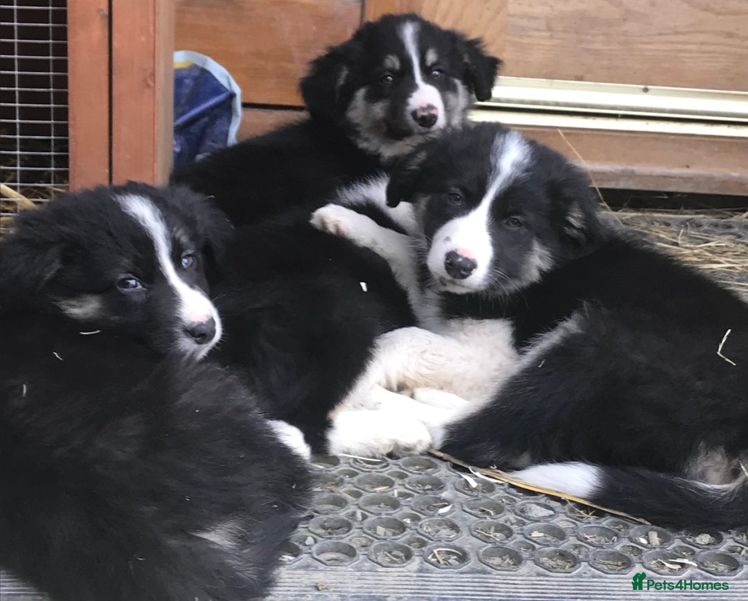 Border Collie dogs for sale: Border Collies Farmbred  - Image 1