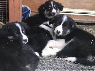 Border Collie dogs - Advert 17