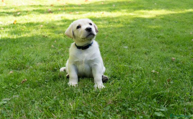 Labrador Retriever dogs - Advert 4
