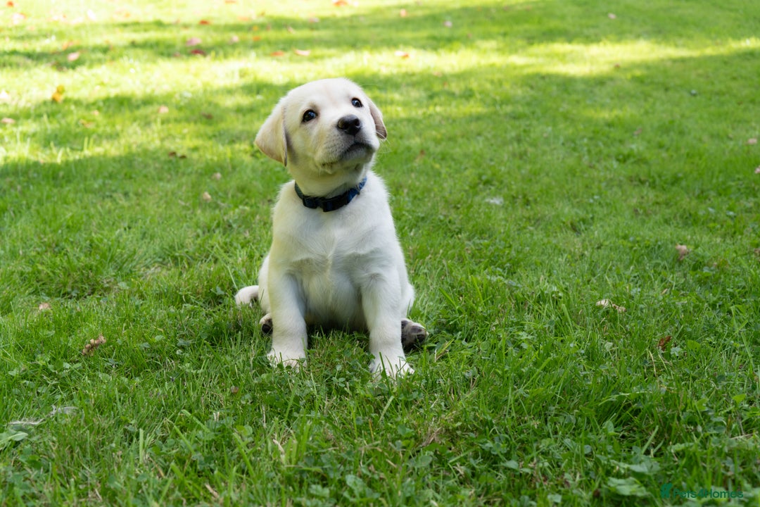 Labrador Retriever dogs for sale: KC Registered Chunky Show Type Puppies. - Image 1