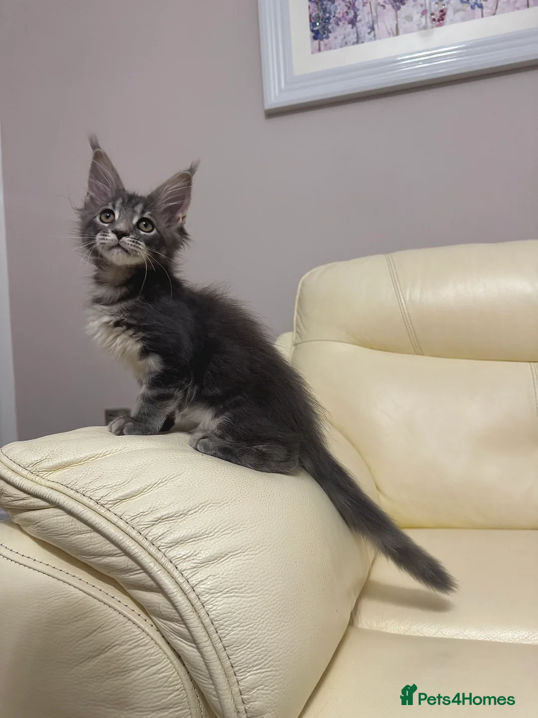 Maine Coon cats for sale: MaineCoonKitten🏆20+gen🧬Outstadning Full Pedigree - Advert 24