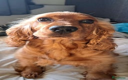 Cocker Spaniel dogs for sale: Cocker spaniel puppies - Image 10