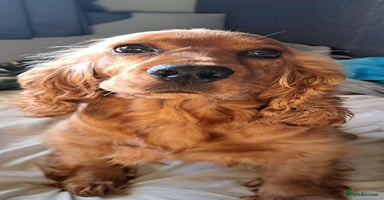 Cocker Spaniel dogs READY TO LEAVE (one boy left) - Advert 7