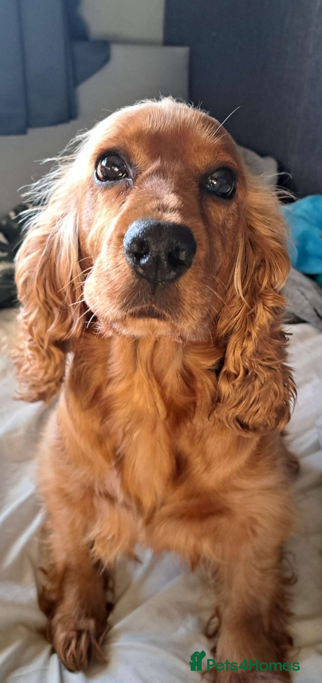 Cocker Spaniel dogs for sale: Cocker spaniel puppies - Image 10