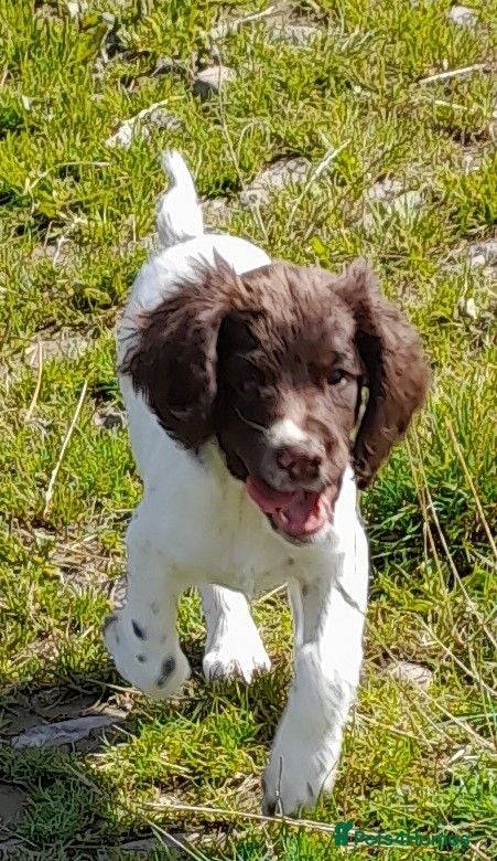 English Springer Spaniel dogs Gorgeous English Springer Spaniels Puppies - Advert 2
