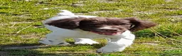 English Springer Spaniel dogs for sale: Gorgeous English Springer Spaniels Puppies - Advert 24