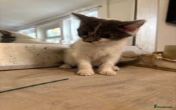 Russian Blue cats for sale: 2 blue and white long haired kittens  - Image 8