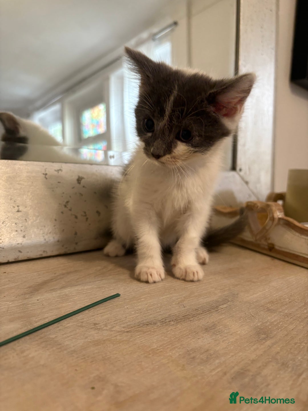 Russian Blue cats for sale: 2 blue and white long haired kittens  - Image 8