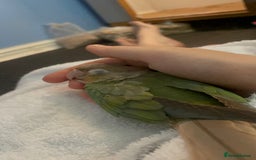 Conures birds for sale: Conure Parrot  - Image 1