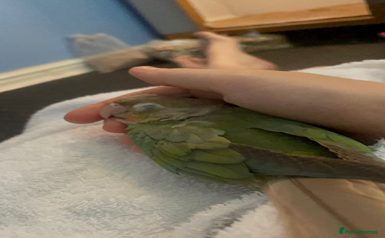 Conures birds - Advert 4