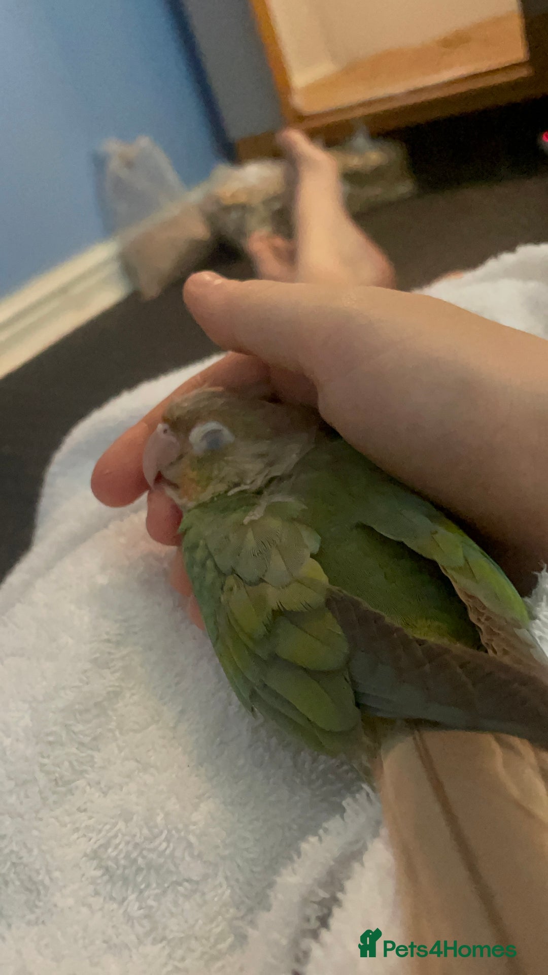 Conures birds for sale: Conure Parrot  - Image 1