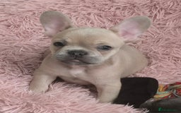 French Bulldog dogs for sale: Ready now Beautiful French bulldog puppies - Image 5