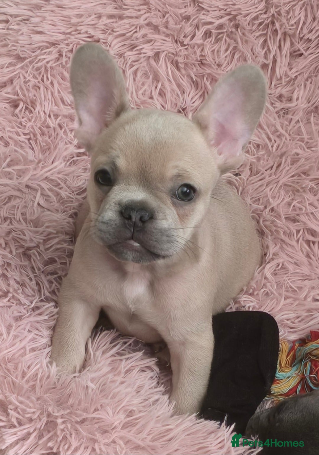 French Bulldog dogs for sale: Ready now Beautiful French bulldog puppies - Image 5