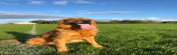 Golden Retriever dogs for stud: Hip & elbow scored, eye tested, health tested stud - Advert 2