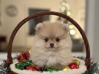 Pomeranian dogs Stunning littler of KC Pom puppies - Advert 20