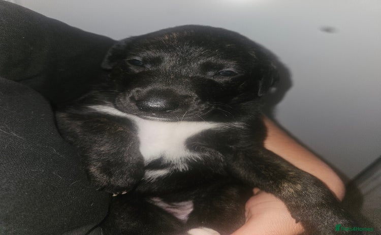 Mixed Breed dogs - Advert 3
