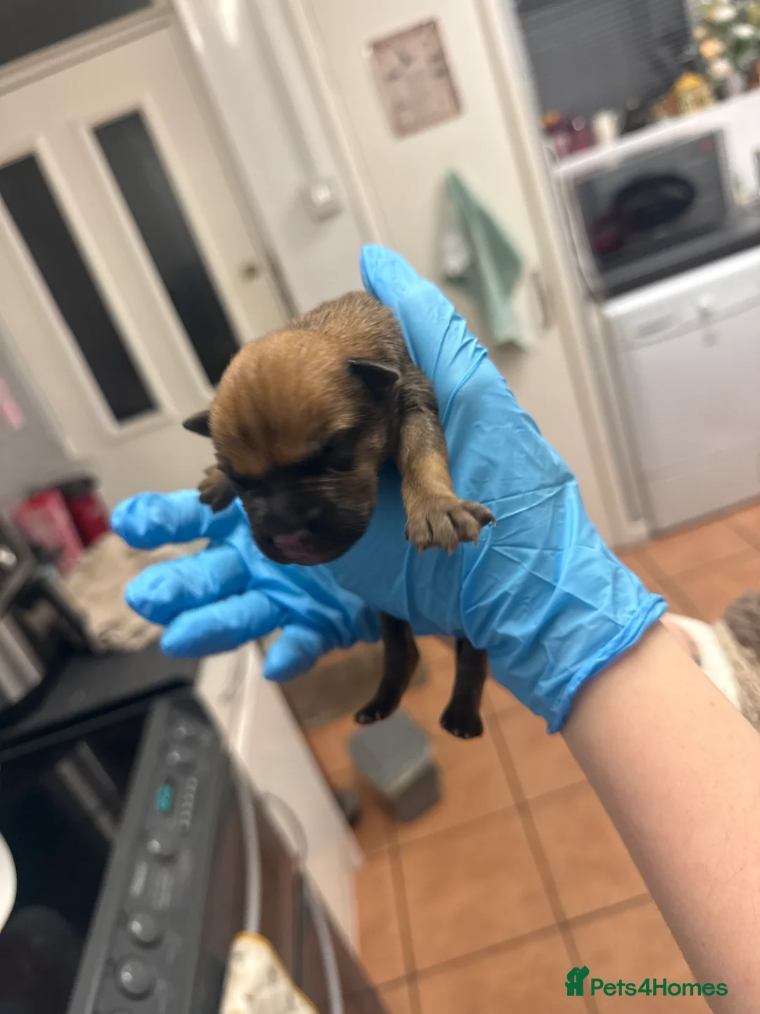 Mixed Breed dogs for sale: 10 puppy’s 6 boys 4 girls ready in 6 weeks  - Advert 8