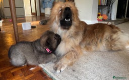 Chow Chow dogs for sale: Puppies looking for new home - Image 21