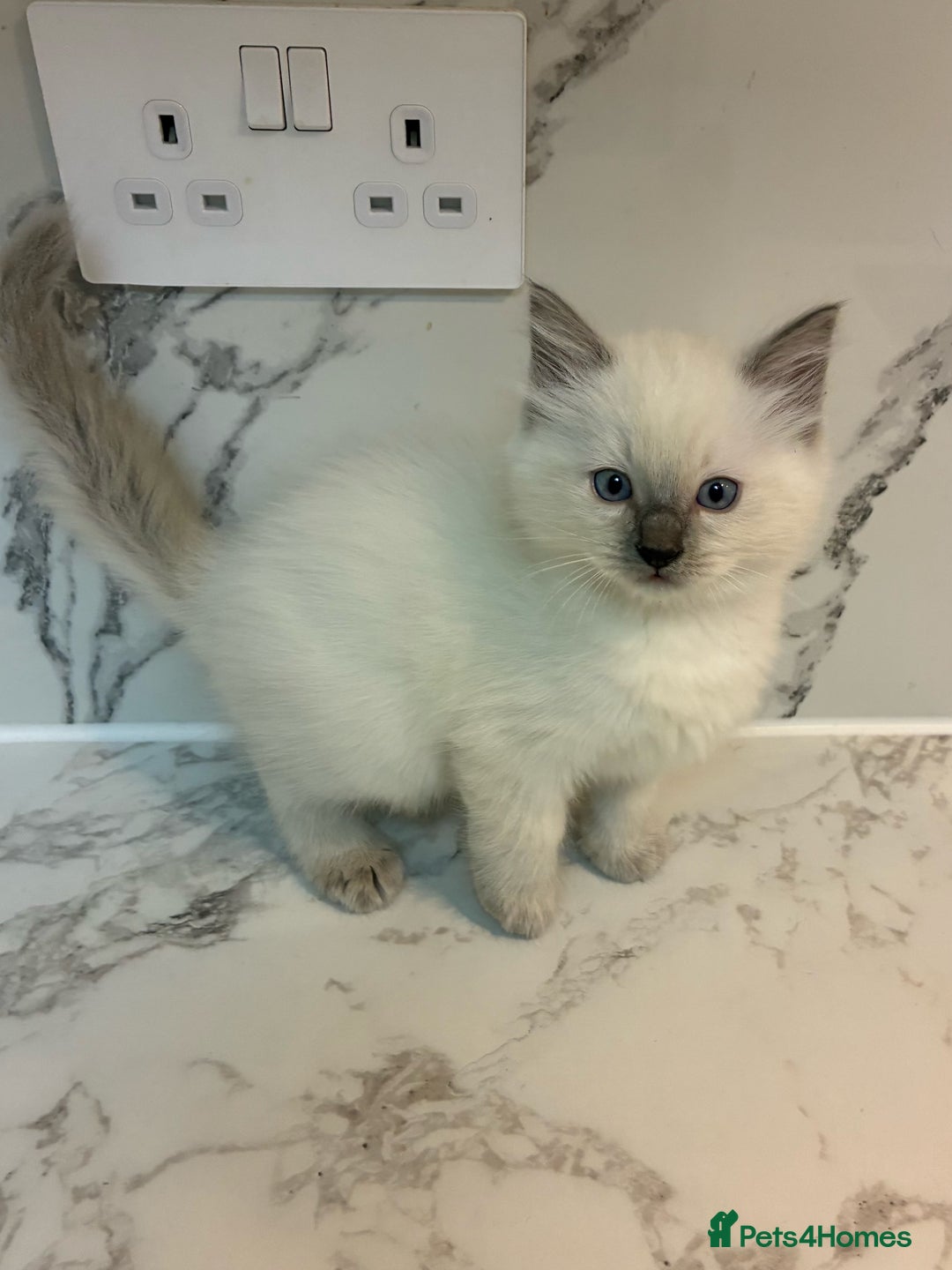 Ragdoll cats for sale: 🐾 1 Ragdoll Kitten (F) Left! - Parents GCCF 🐾 - Advert 36