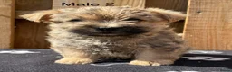 Cairn Terrier dogs for sale: beautiful health tested cairn terriers - Advert 19