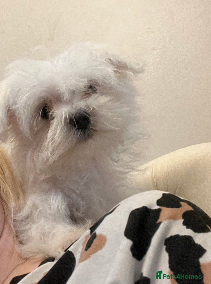 Maltese dogs Tiny maltese girl 3 years old  - Advert 1