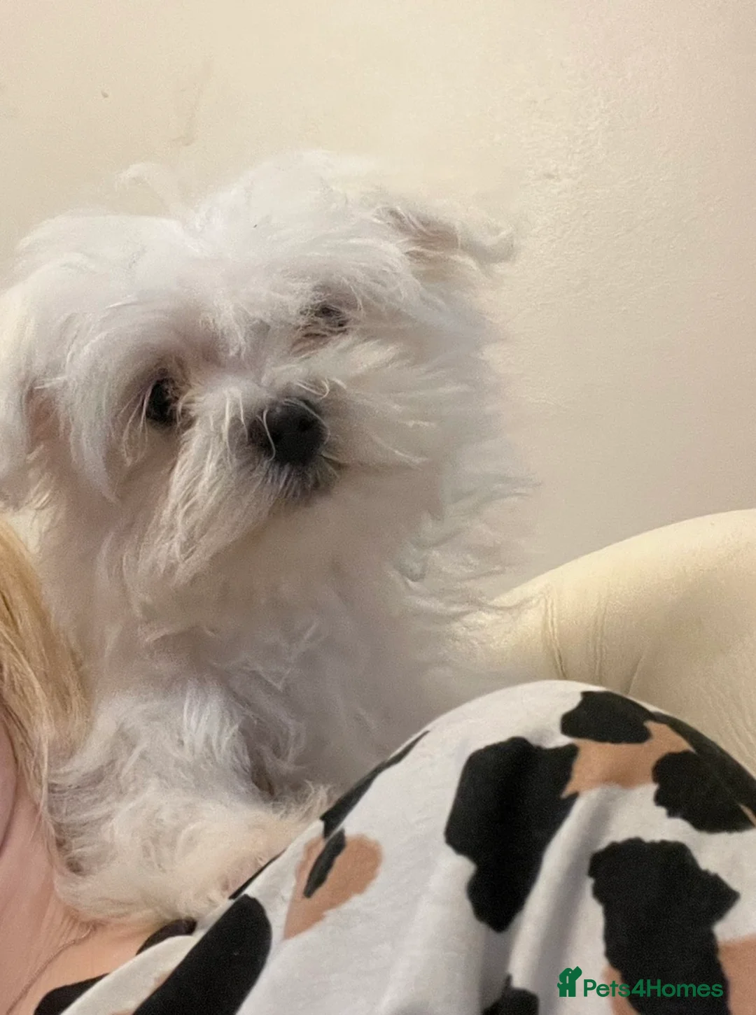 Maltese dogs for sale: Tiny maltese girl 3 years old  - Advert 1