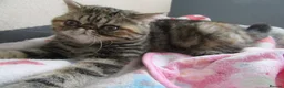 Exotic cats for sale:  Beautiful Exotic female kittens Ready now - Advert 3