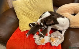 Jack Russell dogs for sale: Jack Russell puppies short legged  - Image 5