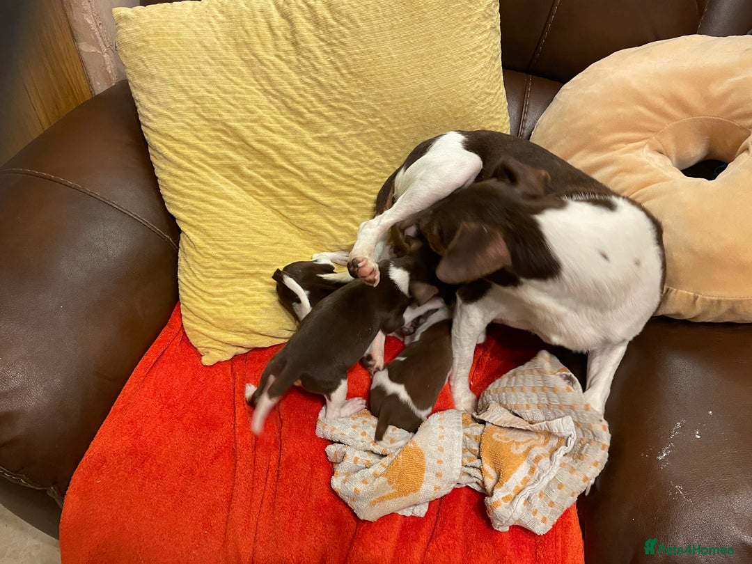 Jack Russell dogs for sale: Jack Russell puppies short legged  - Image 5