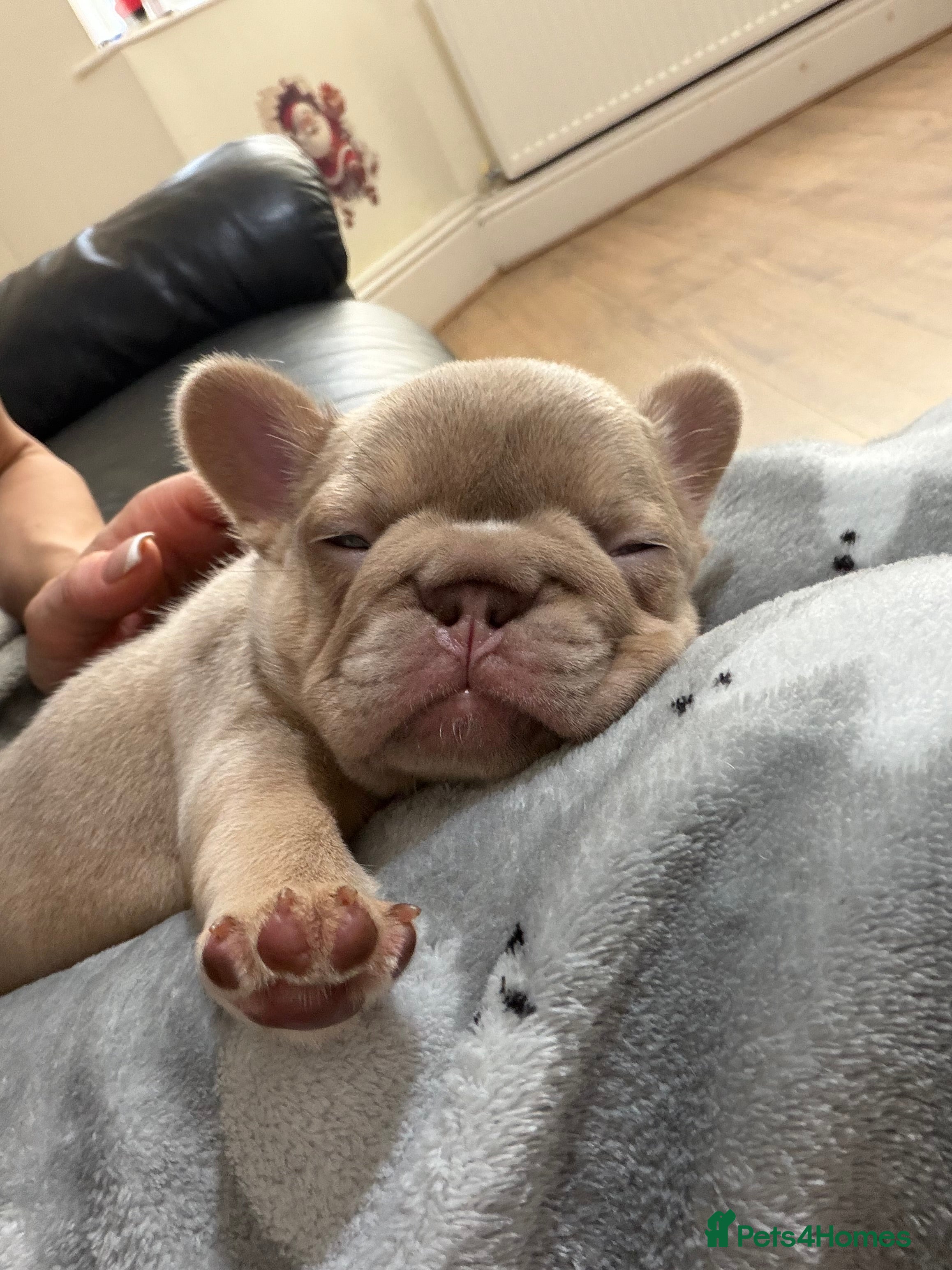 French Bulldog dogs New Shade Isabella  Puppies/Last boy - Advert 18