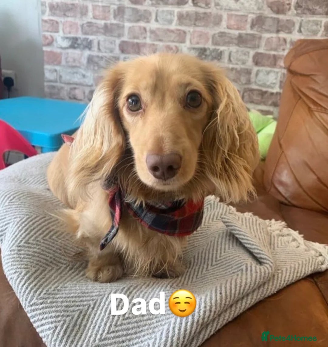 Miniature Dachshund dogs for sale: Cream Miniature Long-Haired Dachshund Puppies! - Image 2