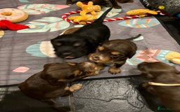 Cocker Spaniel dogs for sale: Beautiful Cocker Spaniel Puppies - Advert 2