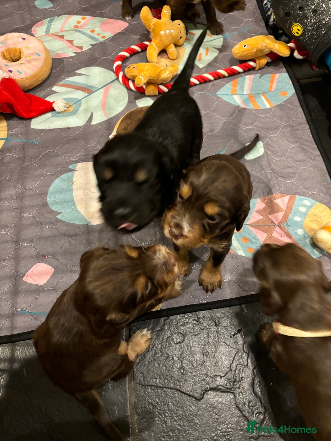 Cocker Spaniel dogs for sale: Beautiful Cocker Spaniel Puppies - Advert 2