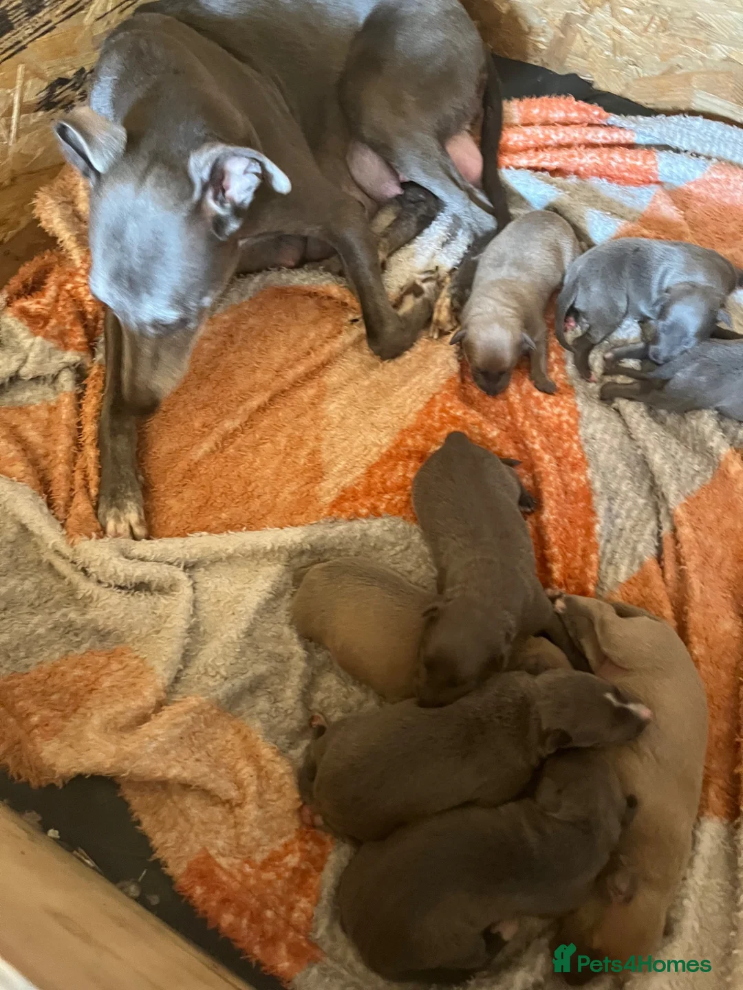 Whippet dogs for sale: Beautiful Whippet puppies  in Doncaster - Advert 2
