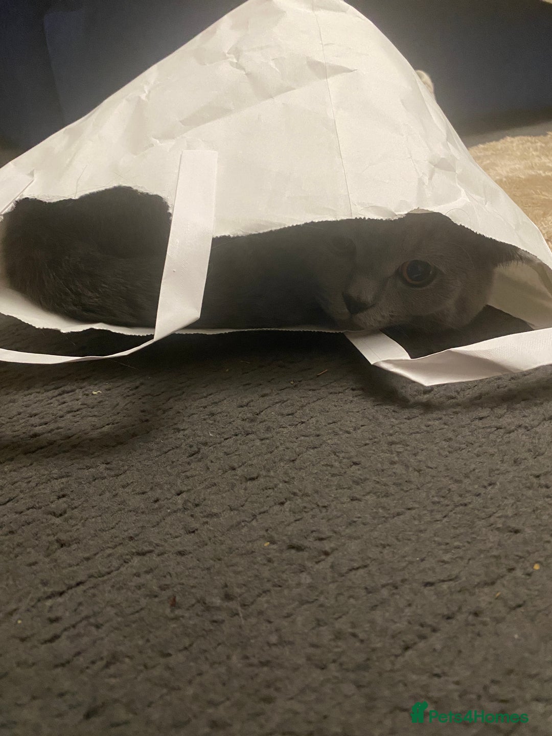 British Shorthair cats for sale: British Shorthair Male – Plush Silver Coat - Advert 4