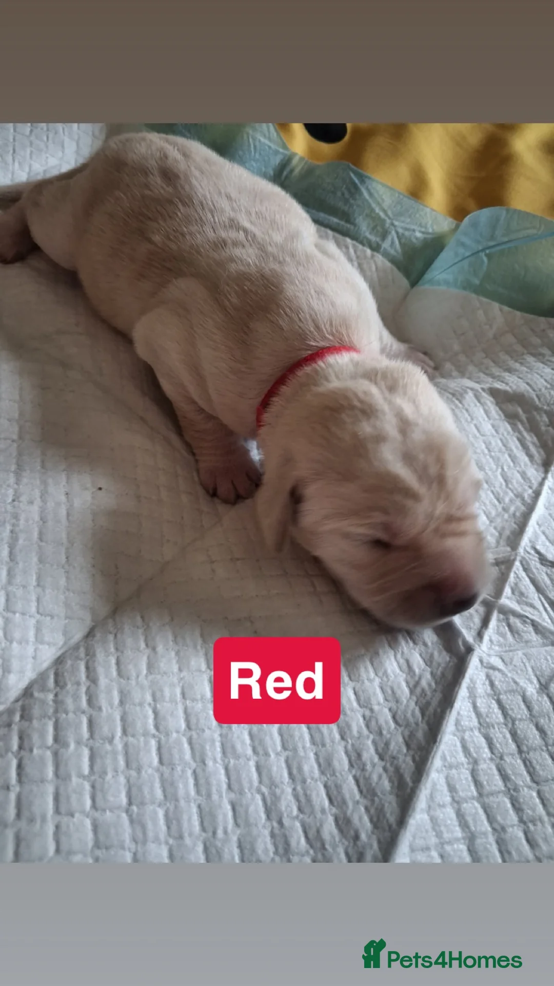 Labrador Retriever dogs for sale: Labrador litter  - Advert 15