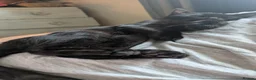 Mixed Breed cats for sale: Merlin, a beautiful black male cat  - Advert 3