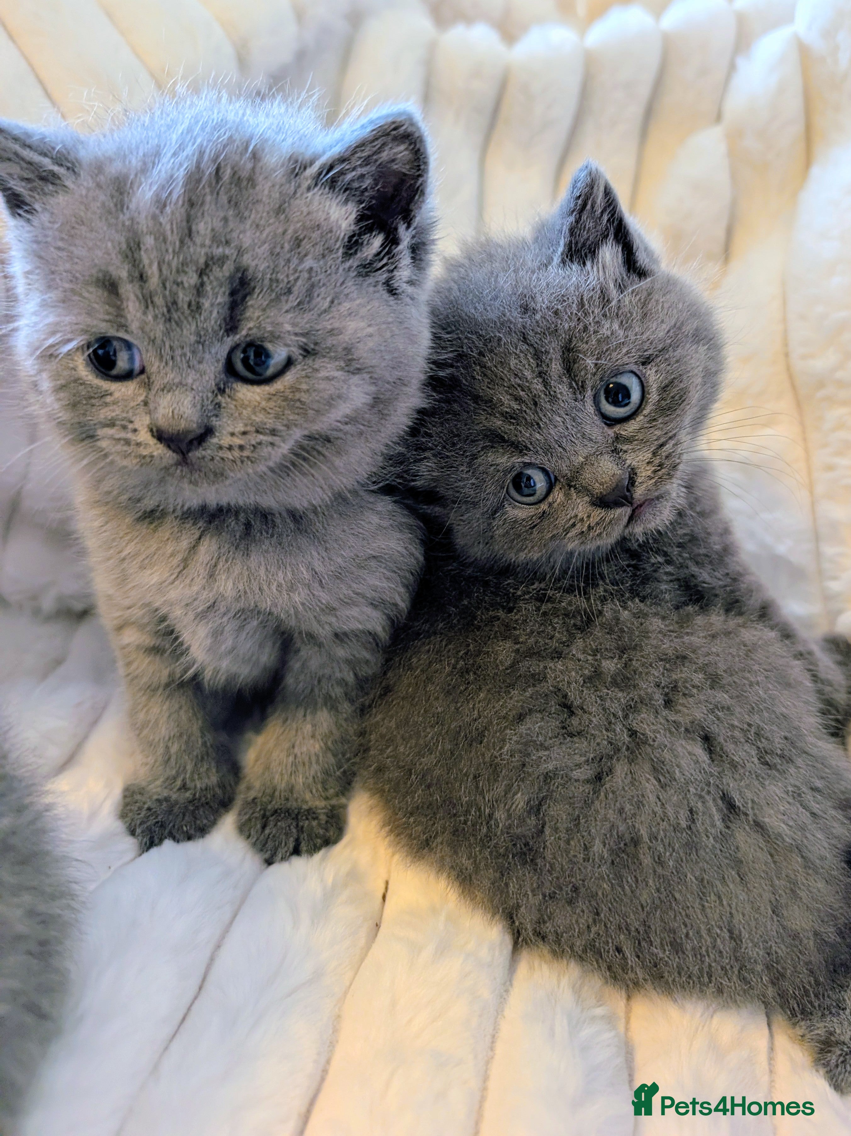 British Shorthair cats Beautiful Blue BSH GCCF registered kittens  - Advert 1