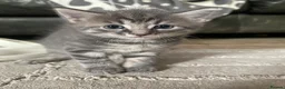 Mixed Breed cats for sale: 🐾 5 Gorgeous, Playful Kittens 🐾 - Advert 1