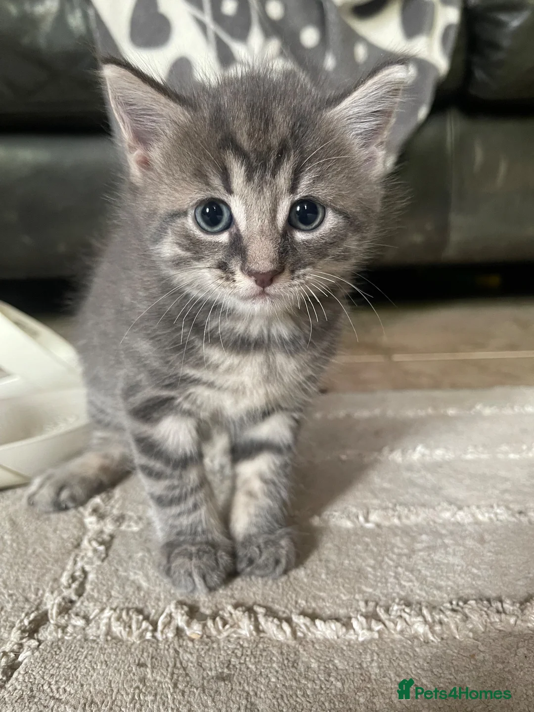 Mixed Breed cats for sale: 🐾 5 Gorgeous, Playful Kittens 🐾 - Advert 1