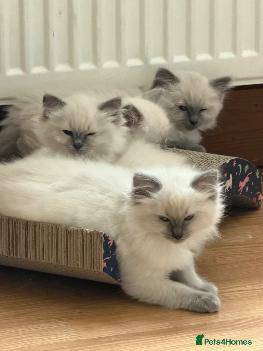 Ragdoll cats for sale: Adorable ragdoll kittens  - Advert 5