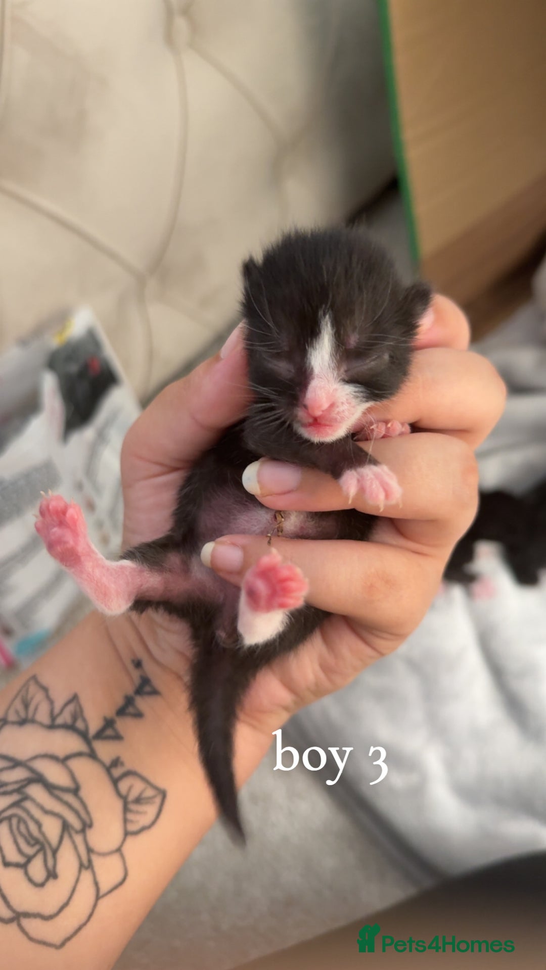 Bombay cats for sale: 3 male 1 female bombay x kittens  - Image 4